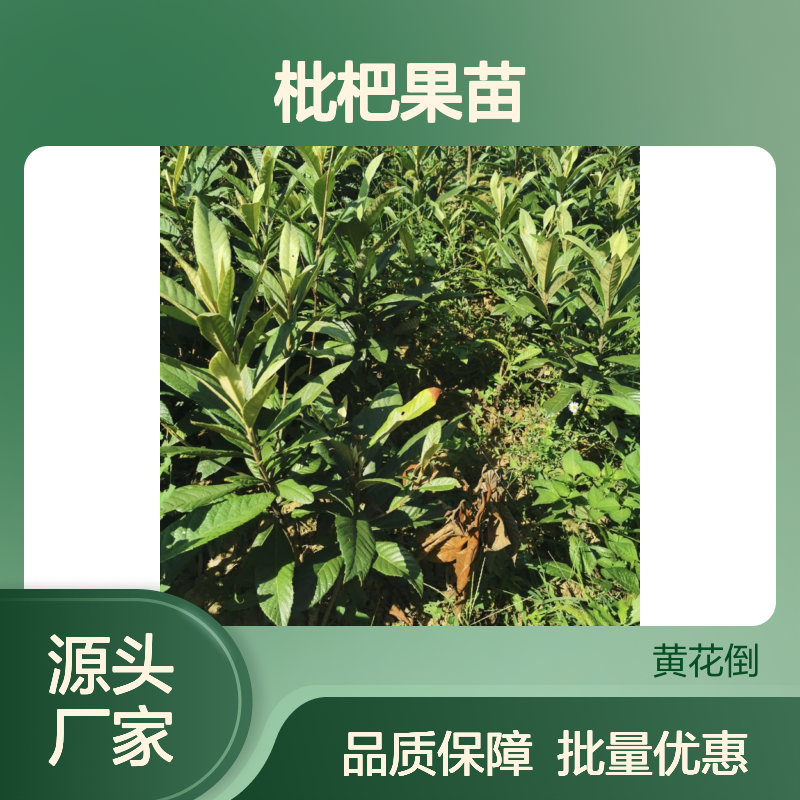 枇杷果苗批发 优质枇杷树苗 适合果园种植 生长强健