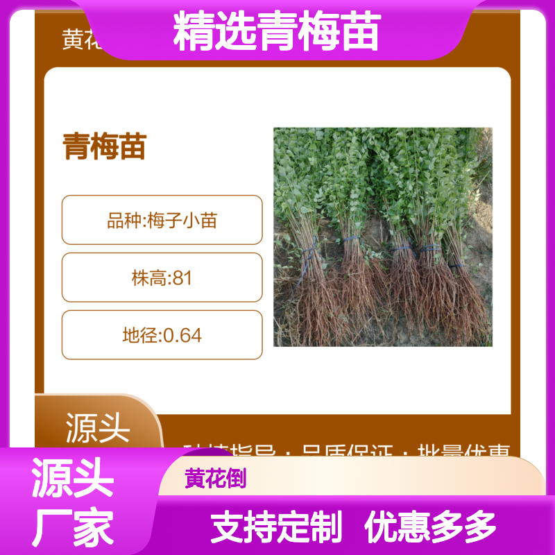 精 成活率高 适应性强 园林绿化 景观优选 品质保证