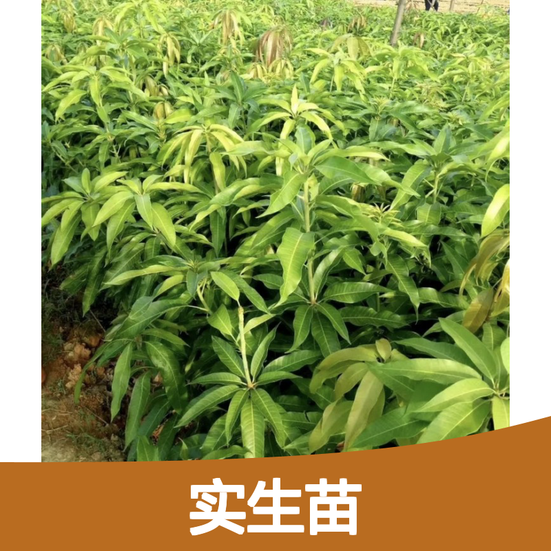 基地直供爱文芒果实生苗 购买数量达到要求 全国专线车直达送货