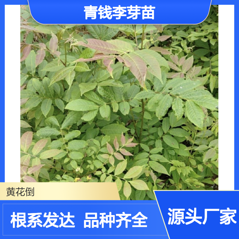 常年基地供应青钱李芽苗 品种齐全质量保证根系发达种植好管理