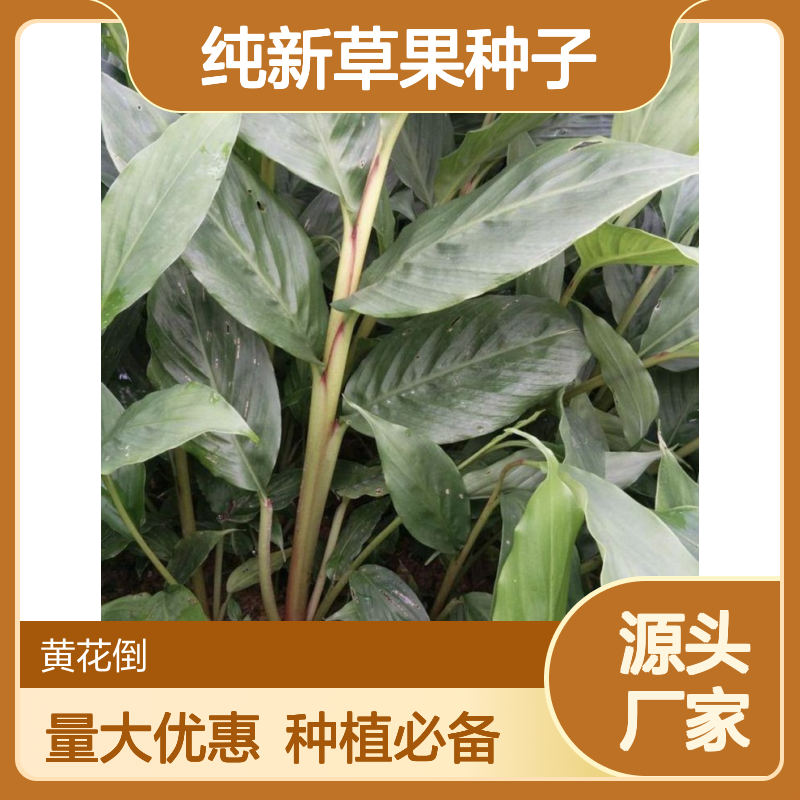 纯新草果种子 种植指导 产量高 浓郁香味 应用广泛