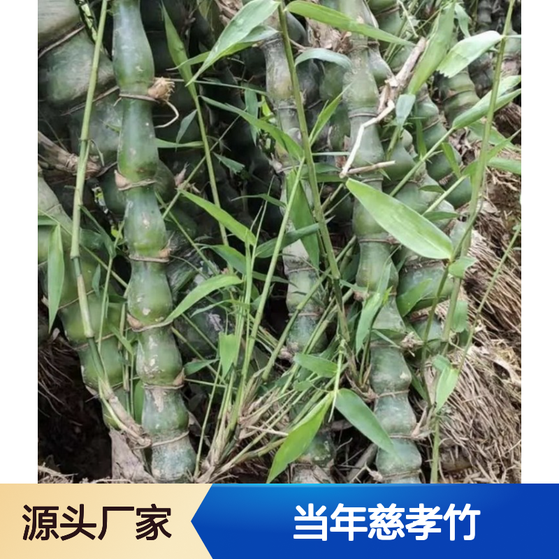 新采收当年慈孝竹种子 产地直供提供种植技术