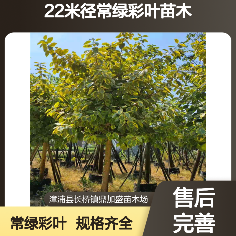 鼎加盛全冠移植富贵榕 龙枝型22米径常绿彩叶苗木 漳 州产规格齐全