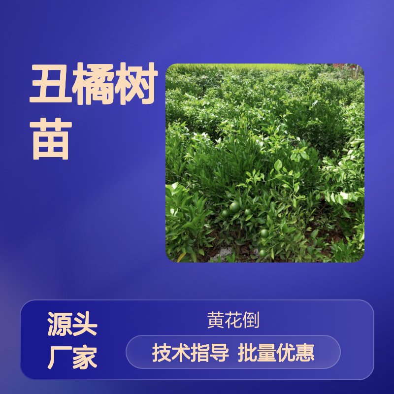 丑橘树苗基地直供 优质丑橘苗 管理科学 高产稳产