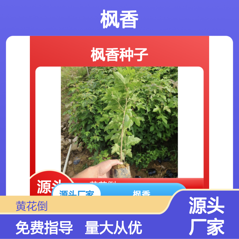当年新收北美枫香种子 高发芽率 园林绿化优选