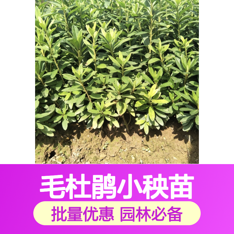 毛杜鹃小秧苗 批发供应 园林绿植 冠幅饱满 生长旺盛