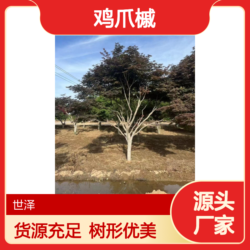 鸡爪槭 6 8 10 12公分 基地供应 树形优美 货源充足 实地考察