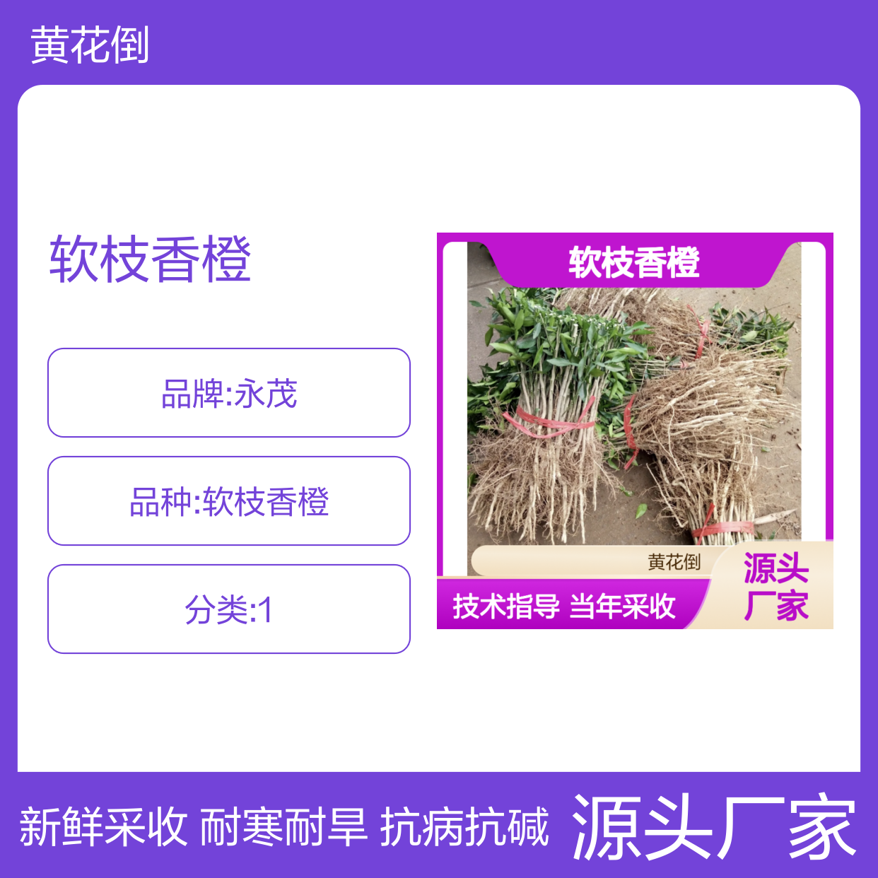 当年采收软枝香橙种子 自营基地免费技术指导