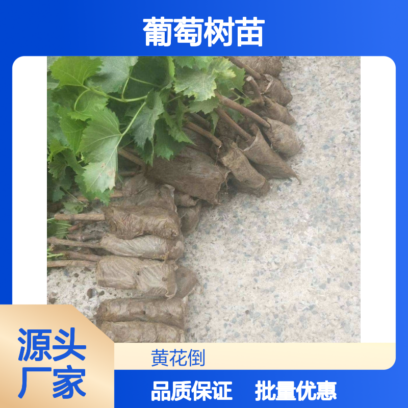 阳光玫瑰葡萄树苗 基地直供批发 品质优良 嫁接成活高