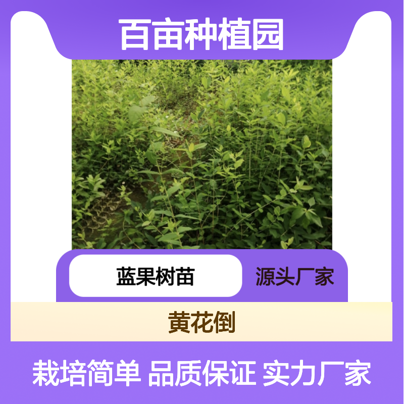 蓝果百亩种植园 优质蓝果树苗 基地直供 易于栽培