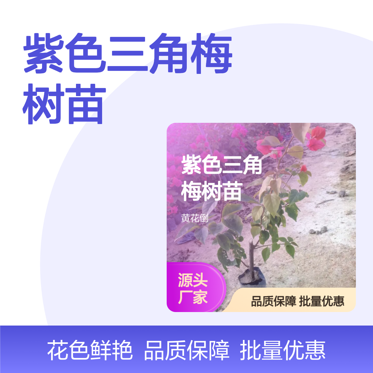 紫色三角梅树苗 批发种植主产区直供 生长迅速