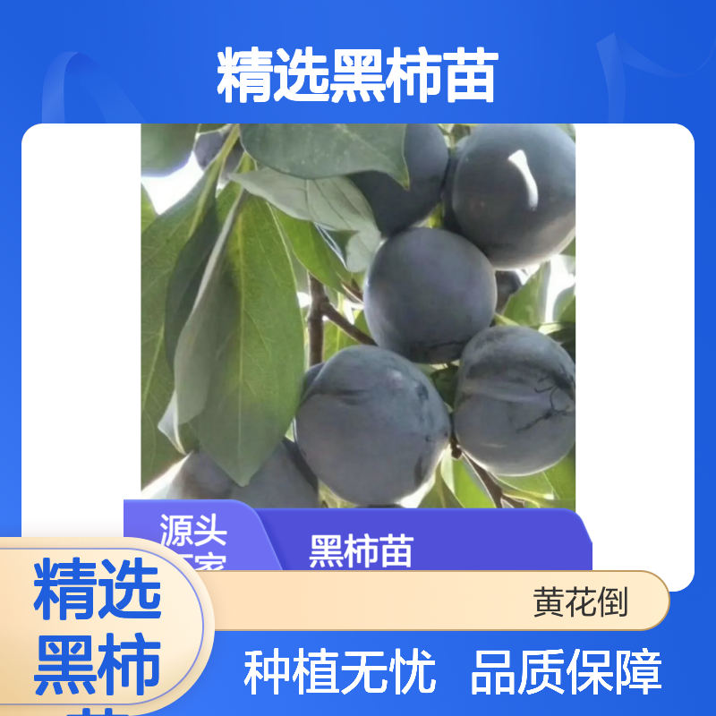 精选黑柿苗 基地直供 果形多样口感佳 适应性强