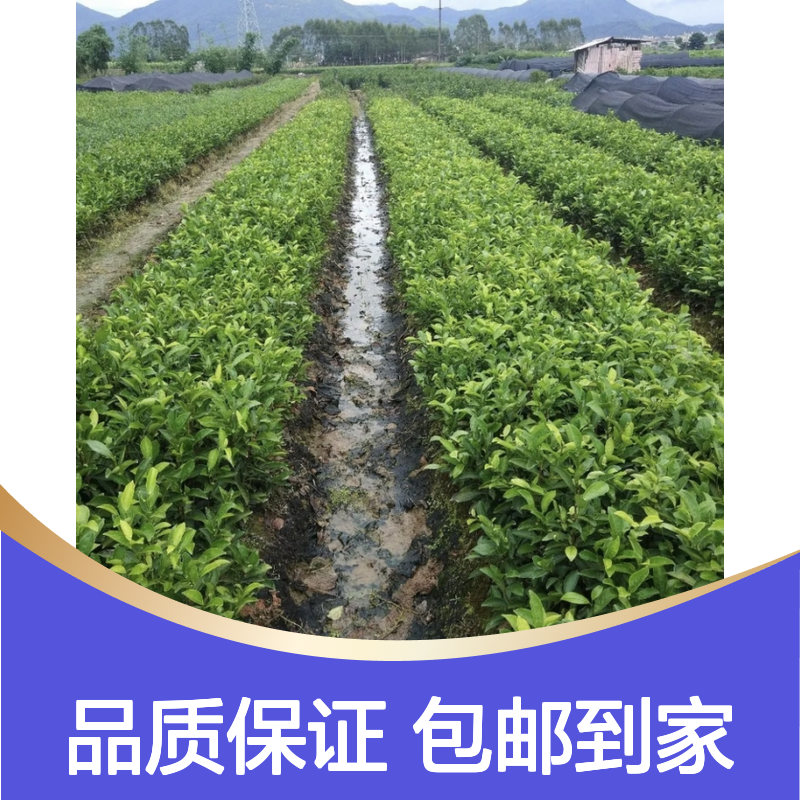 自产自销福云6号茶杯苗 送货上门包邮欢迎来电洽谈经验分享