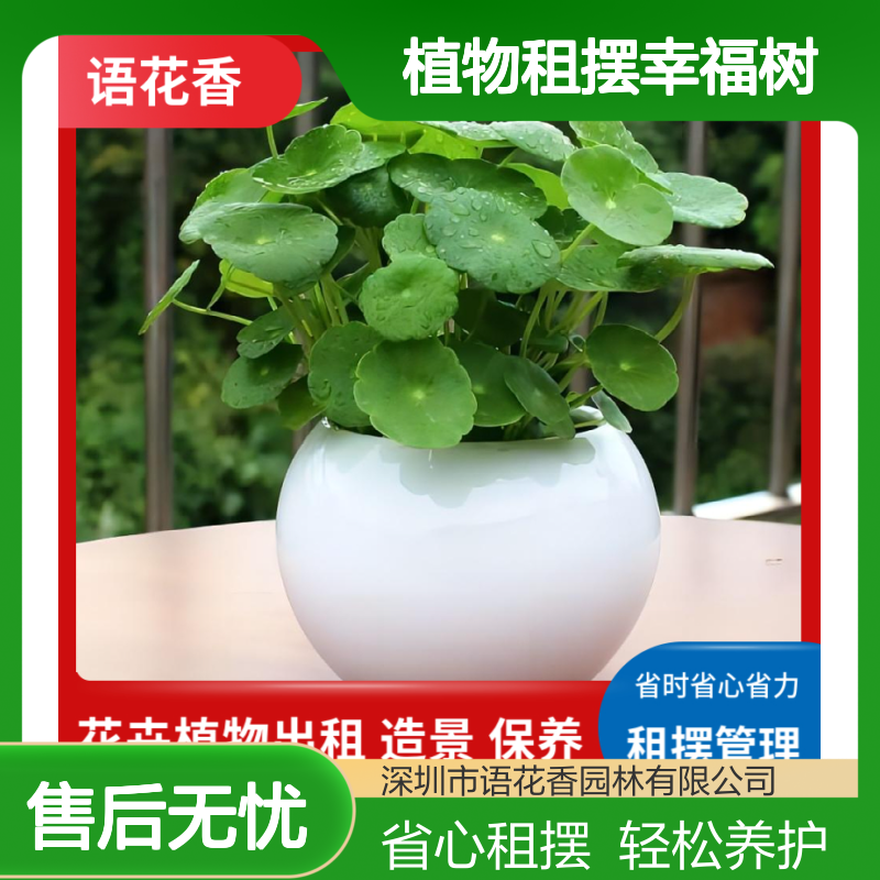 植物租摆幸福树 省时省心省力 室内绿植盆栽组合出租