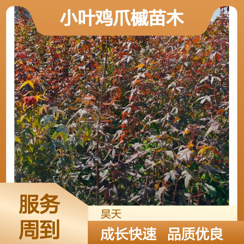 秋叶观赏树 小叶鸡爪槭苗木 1-3年裸根小苗 H60-180CM