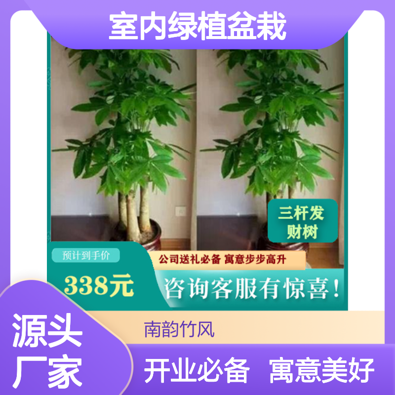 南韵竹风三杆发财树 室内绿植盆栽 寓意吉祥 生长缓慢