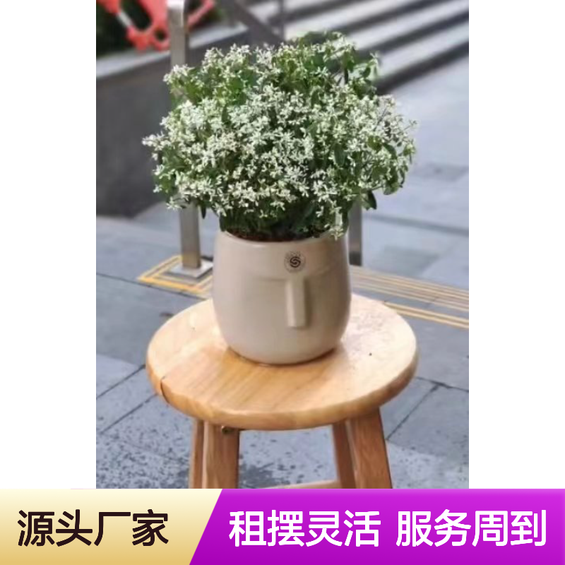 南韵竹风花卉绿植租摆服务 承接绿化工程 品种多样