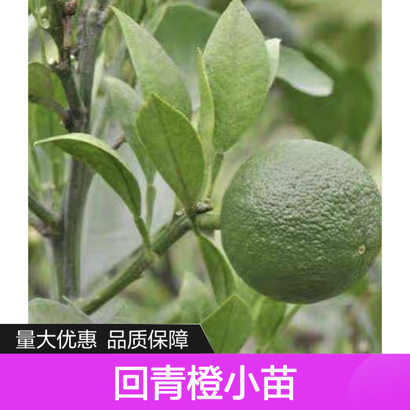 回青橙小苗 扦插嫁接繁殖方法 生长健壮 果实扁圆
