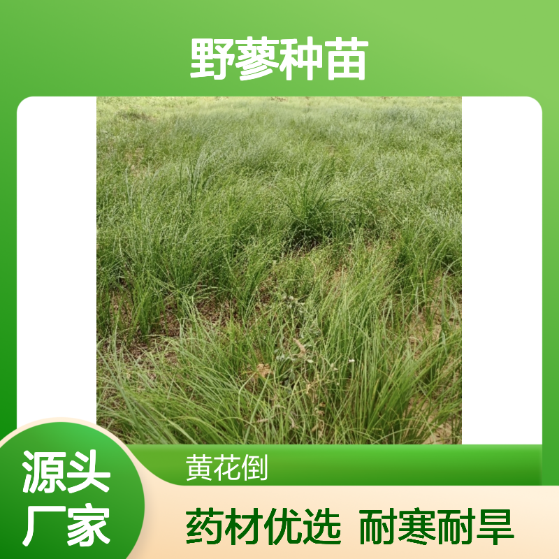 野蓼种苗 批发供应 百亩主产区直供 耐寒耐旱 药材优选