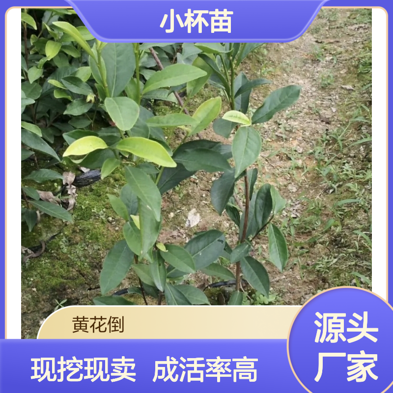 现挖现卖中黄一号茶小杯苗 多年生根系发达成活高规格齐全