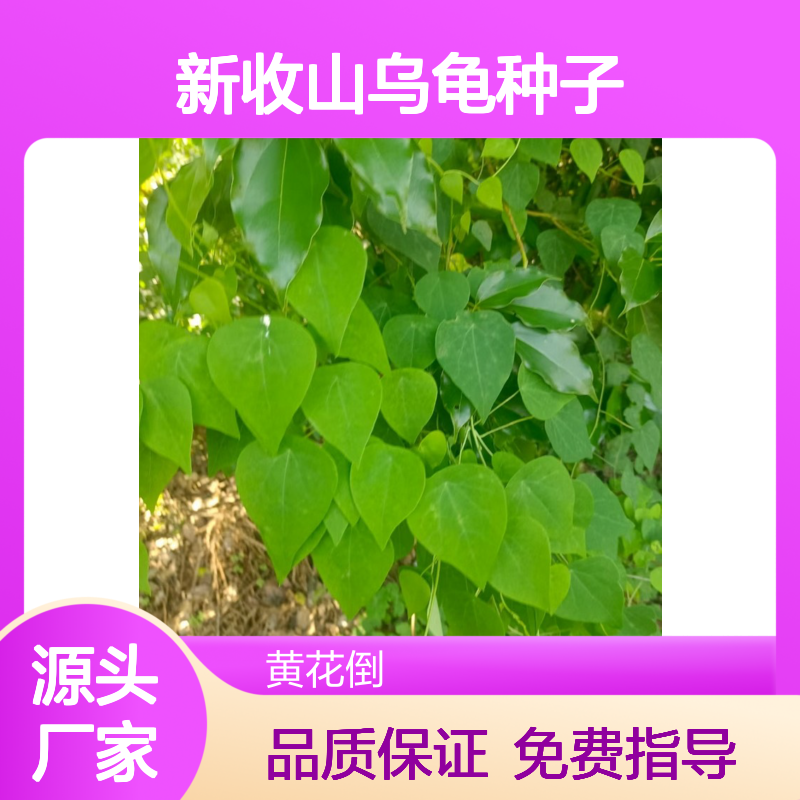 当年新收山乌龟种子 产地一手货源免费技术指导