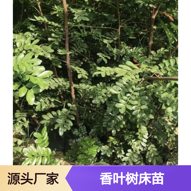 基地批发香叶树床苗 种植收益好 荒山农田均可种植