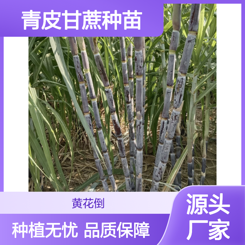 青皮甘蔗种苗 专线直达 全国送货 生长迅速 产量丰富