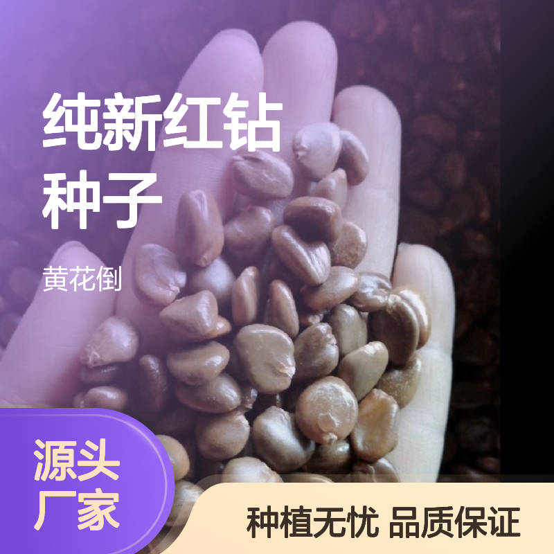 当年纯新红钻种子 种植技术全指导 自营基地 高发芽率