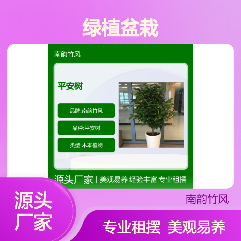 平安树盆栽 玉桂 绿植盆栽租摆 花店现货销售 方便快捷 南韵竹风
