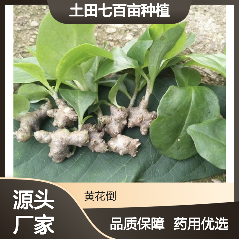 土田七百亩种植区 药用田七批发 精心管理 丰收保障
