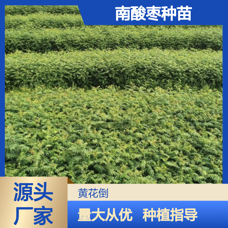 南酸枣种苗 基地直供 造林优选 管理轻松 生长迅速
