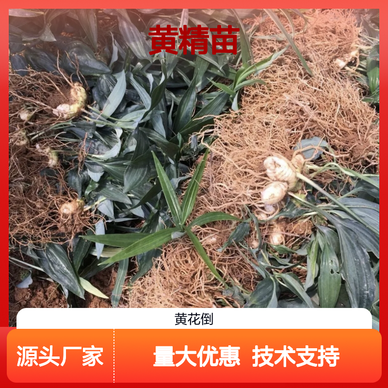 黄精苗批发 优质种苗 适宜种植 易于管理 生长迅速