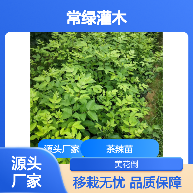 茶辣苗常绿灌木 基地直供移栽指导 技术领先 品质保证