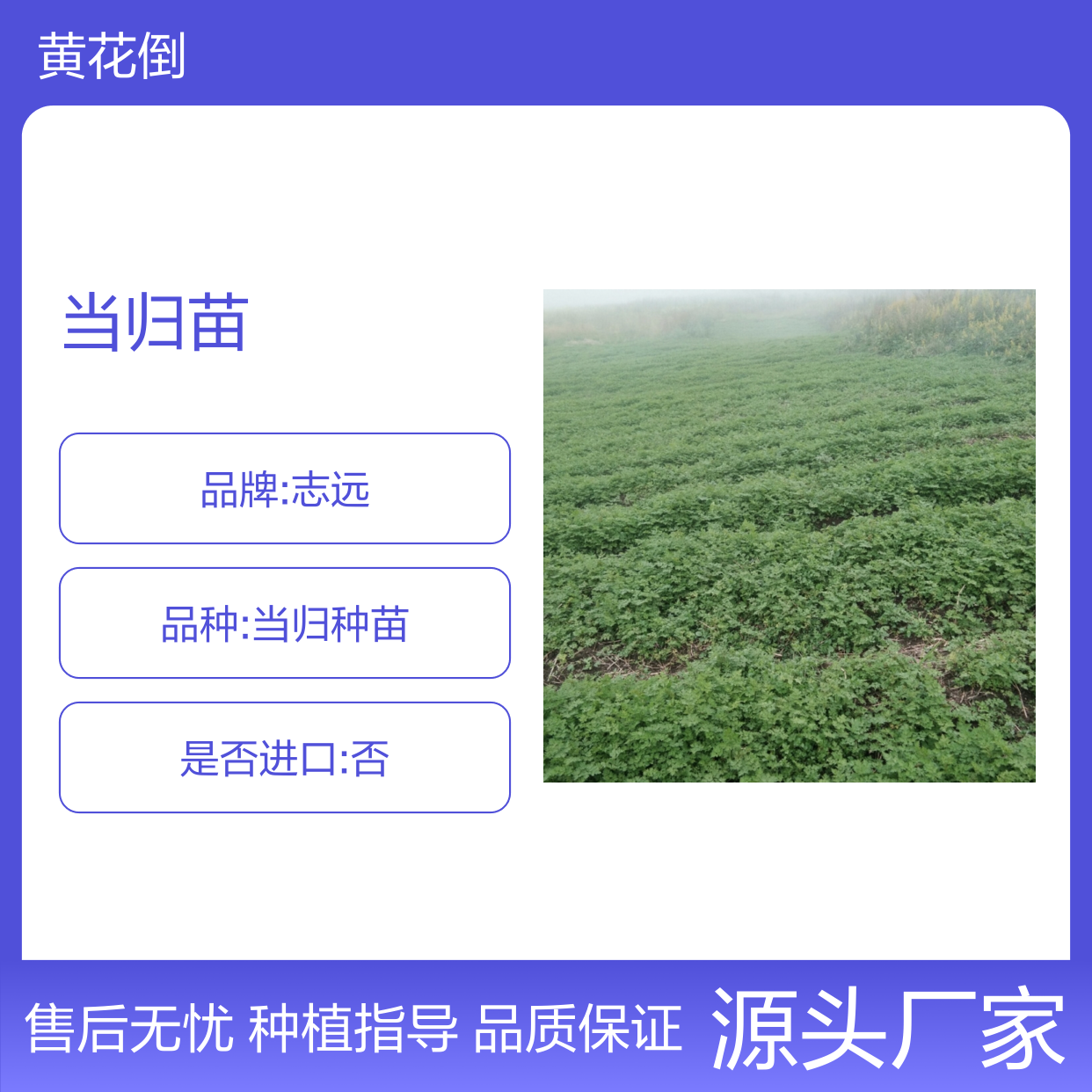 当归种苗 基地直供 良种选育 降低抽苔 源头厂家