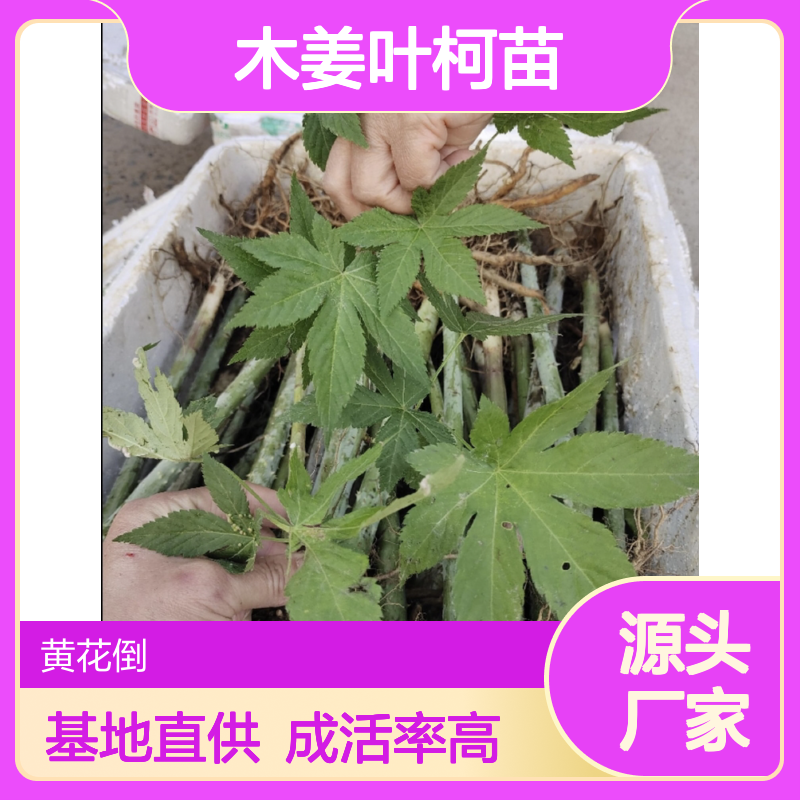 木姜叶柯苗 基地直供 带土移栽 生长迅猛 适应性强
