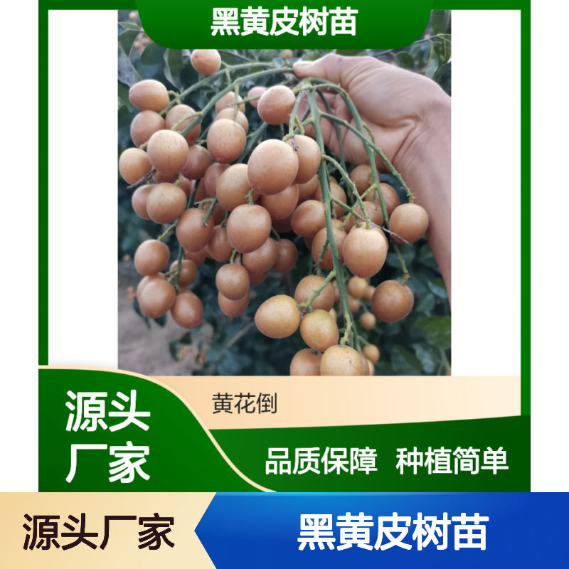 黑黄皮树苗 酸甜可口 果肉饱满 庭院果园优选 易于种植