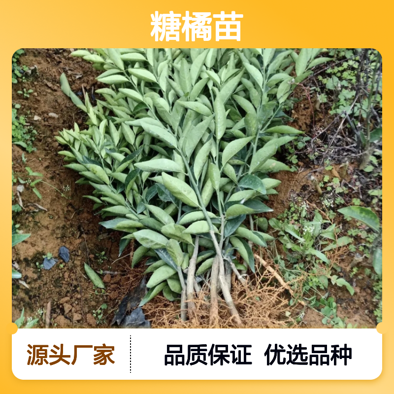 糖橘苗基地直供 美国糖桔品种 外观漂亮 耐贮性好