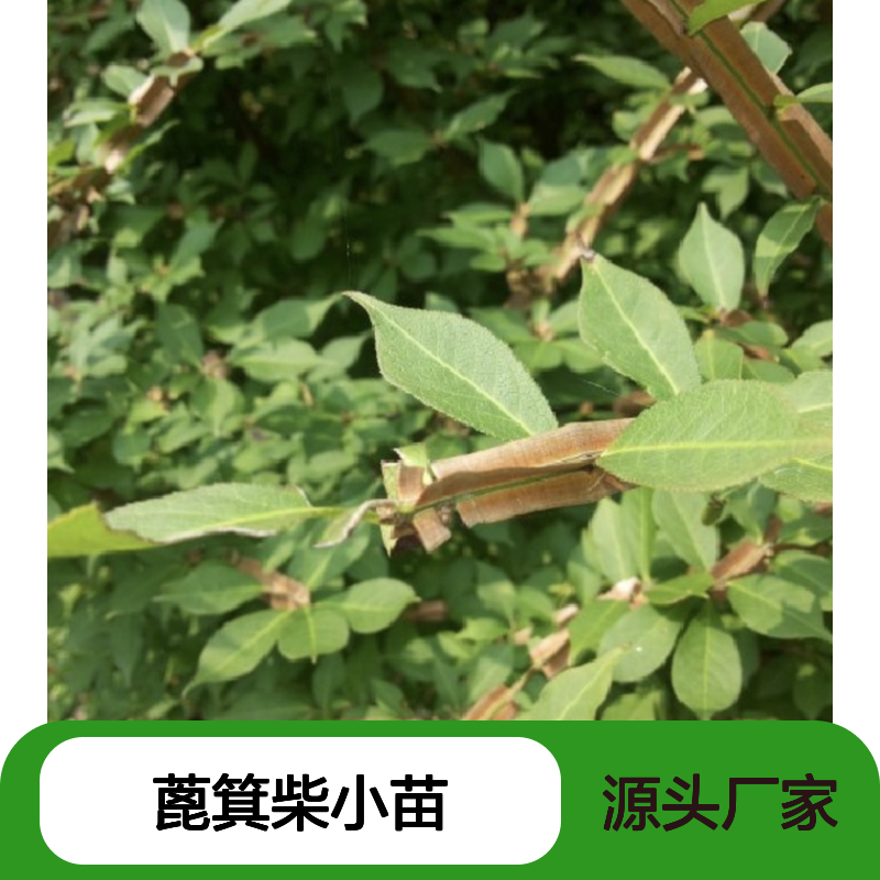 蓖箕柴小苗 批发种植 园艺优选 易养易活 冠幅浓密
