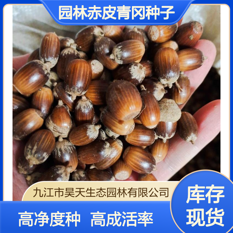 昊天园林赤皮青冈种子 98%净度 90%成活率 露地观叶造林优选