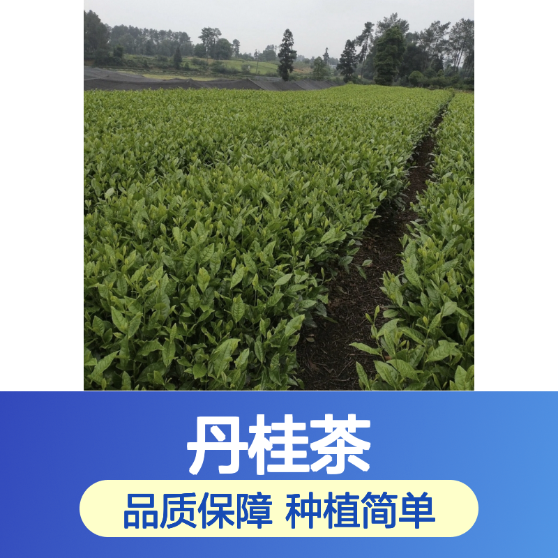 常年基地供应丹桂茶小杯苗 种植收益好荒山农田均可种植
