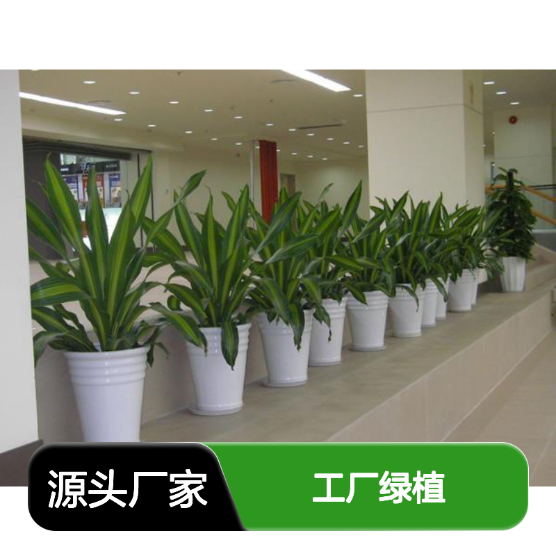 工厂绿植租摆方案 南韵竹风专业提供 空气净化