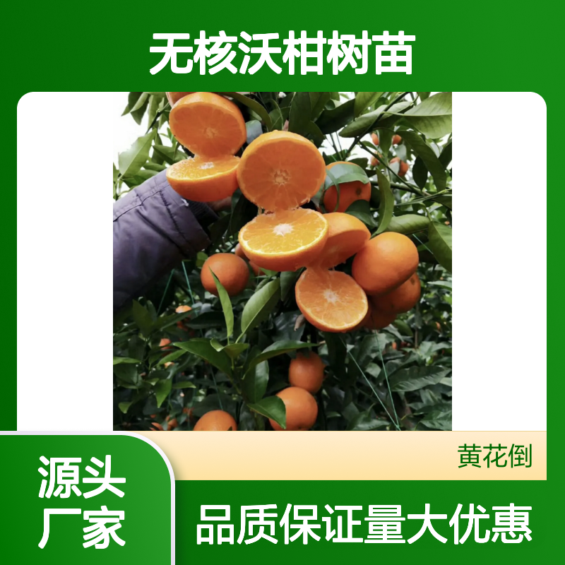 无核沃柑树苗 晚熟杂柑品种 长势旺盛 果肉嫩滑