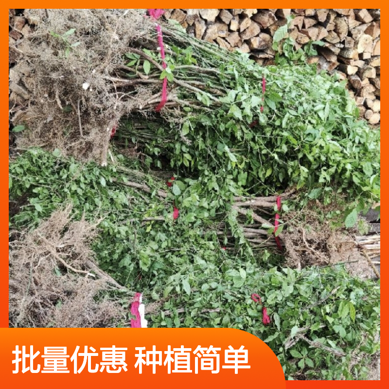 四棱树苗 百亩主产区直供 批量种植优选 光照充足