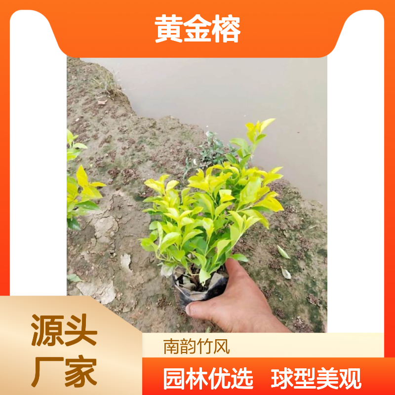 园林绿化苗木种植基地 黄金榕7斤袋 球型绿植 园林绿化工程常用品种