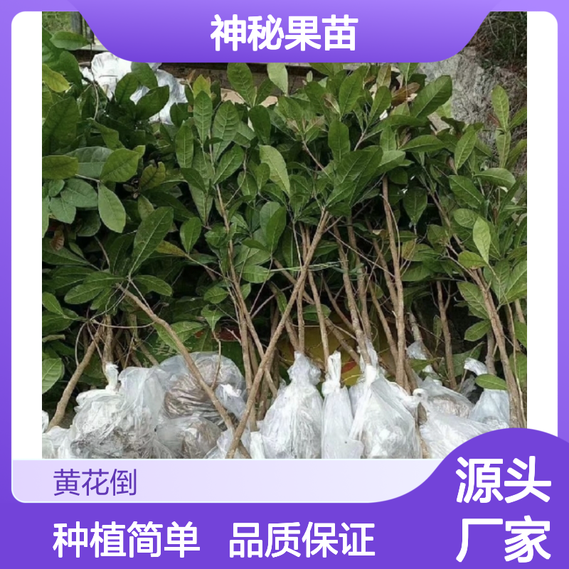 神秘果苗 观赏食用兼备 种植技术简单 高发芽率