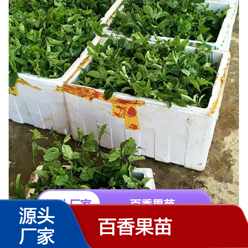 台农百香果苗 批发种植 园林优选 适应性强 观赏价值