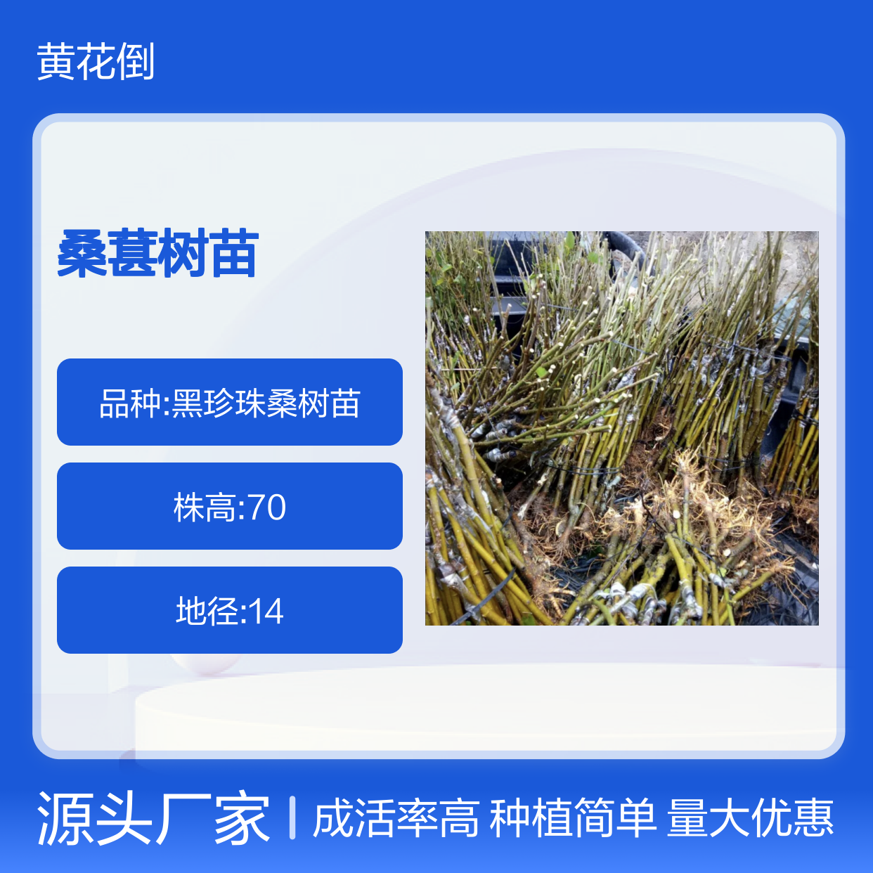 桑葚树苗基地直供 早春压条易成活 技术指导 批发优惠