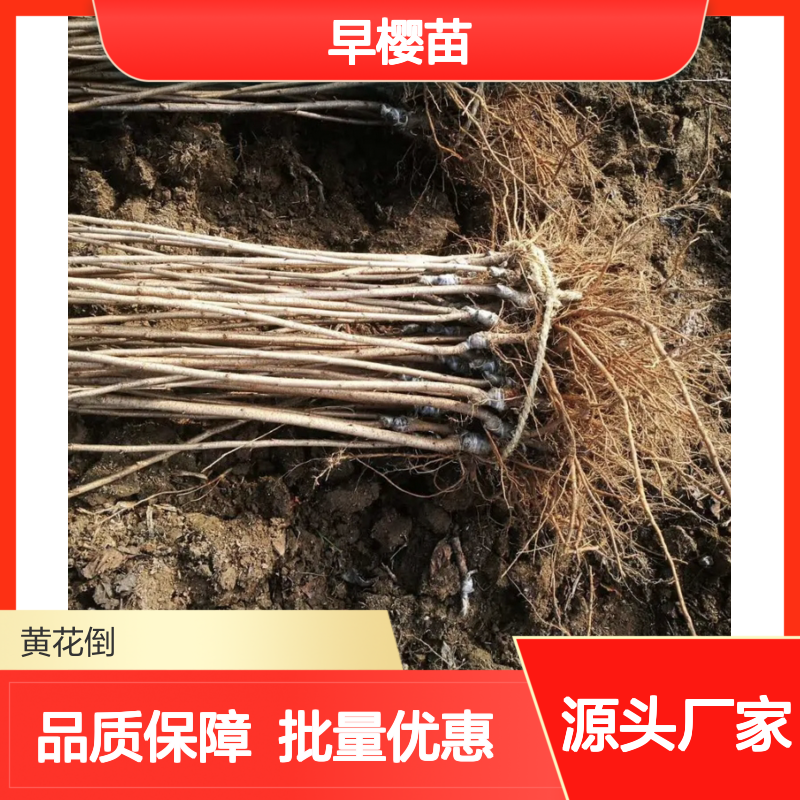 早樱苗基地直供 优质早樱种植苗 花形美观 生长旺盛