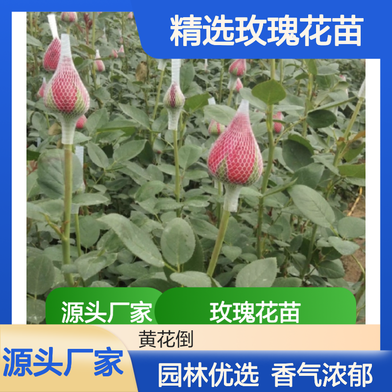 精选玫瑰花苗 玫瑰种植园直供 园林优选 香气浓郁