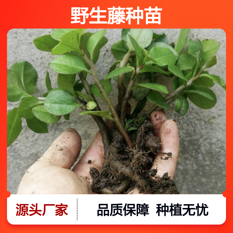 野生藤种苗 秋季适播 田间管理指导 高产稳产 基地直供